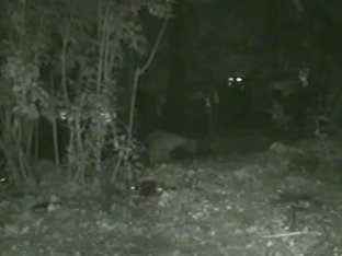 Woman Pissing In The Forest On Nighttime Voyeur Video