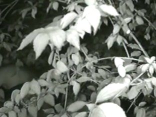 Cute Coquette Taking A Piss In The Bushes On Cam